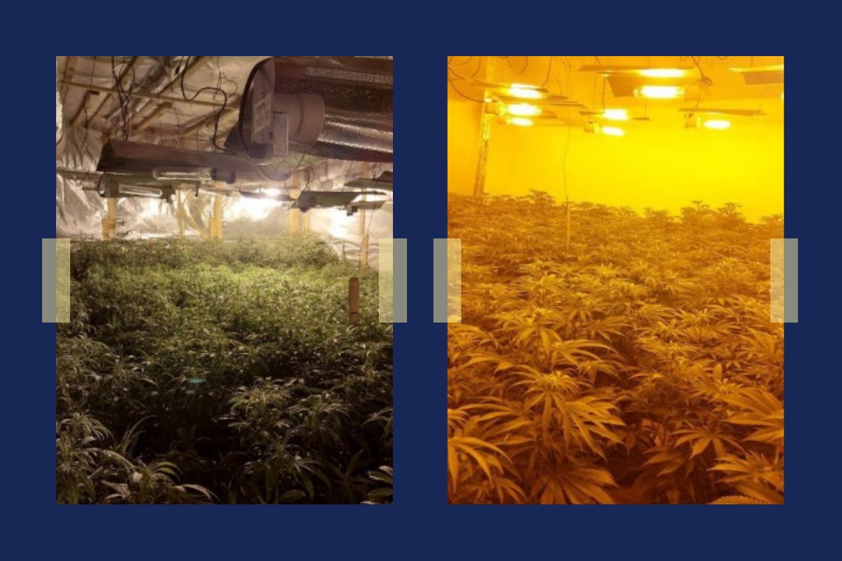 Drug farms at Waterloo Road and Lavender Hill